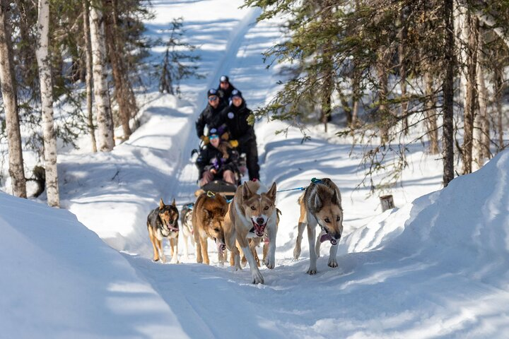 Dog Sledding Adventure in Willow, Alaska - Photo 1 of 20